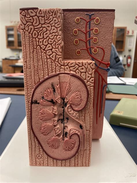 Kidney Microanatomy Model - Kidney Diagram | Quizlet 