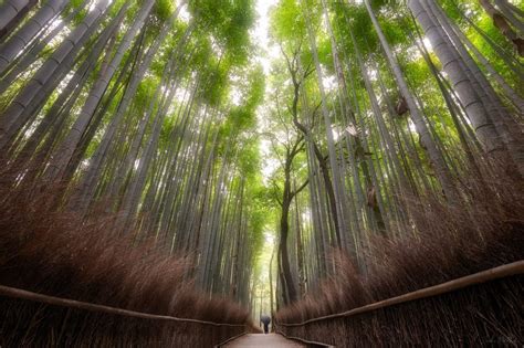 Arashiyama Bamboo Forest - Zach Matthai Photography