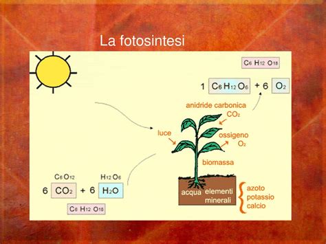 Le Piante Ppt Scaricare