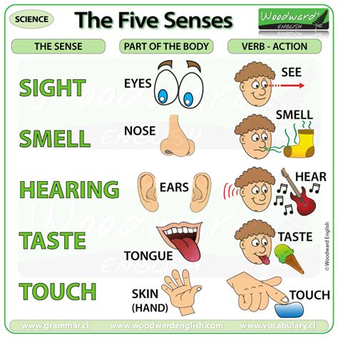 Body Parts And Sense Verbs Platzi