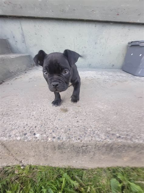 Micro bully puppy for sale | PetClassifieds.com