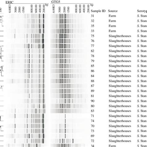 Rep Pcr Of S Stanley A Dendrogram Showing The Similarities In Rep Pcr