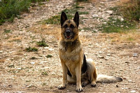 A German Shepherd Sitting · Free Stock Photo