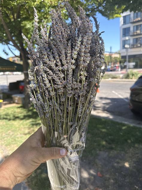 Lavendula x intermedia ‘Grosso’ Bundles – The Lavender Hive