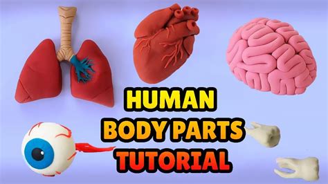 Anatomy Tutorial Diy