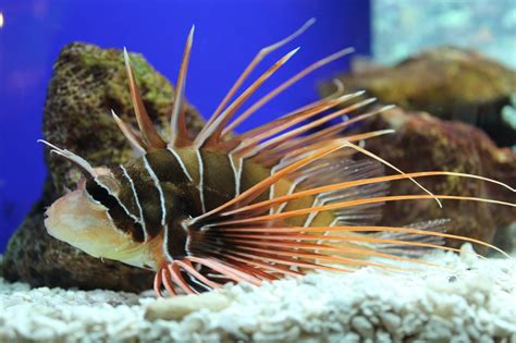 Spikefish - Fishes World - HD Images & Free Photos