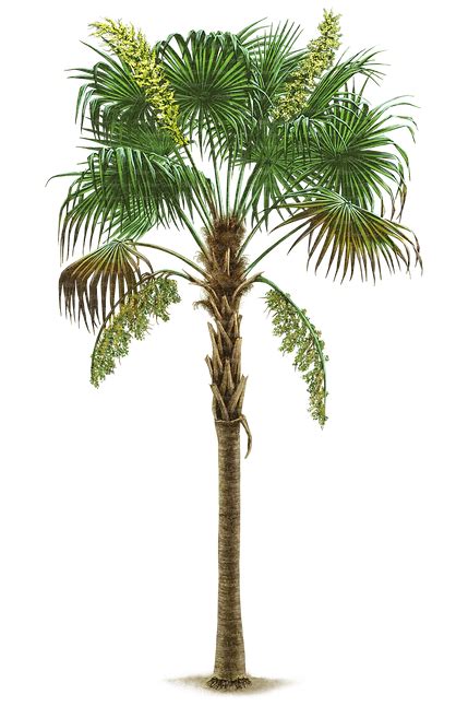 Arecaceae