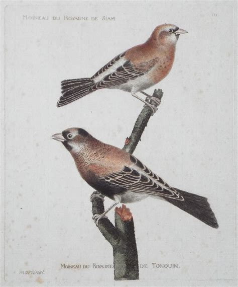 Antique Prints - Natural History - Birds (Martinet)