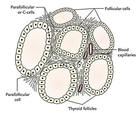 Thyroid Gland Earths Lab