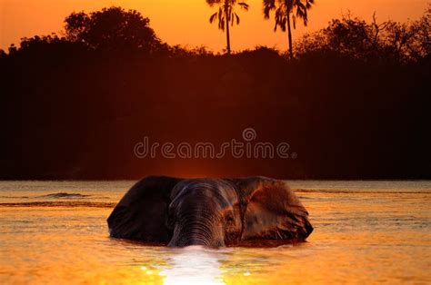 Swimming Elephant stock photo. Image of nature, animals - 18628652