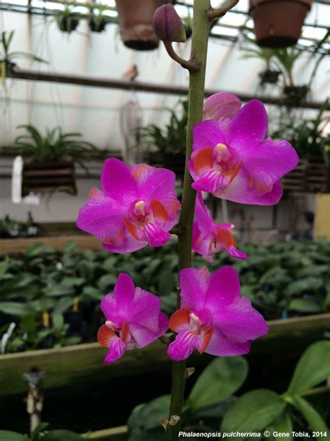 Phalaenopsis pulcherrima