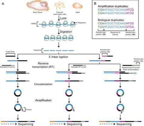 Schematic Overview Of Ribosome Profiling Library Preparation A