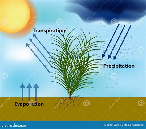 Evapotranspiration And The Water Cycle. Precipitation, Evaporation And ...