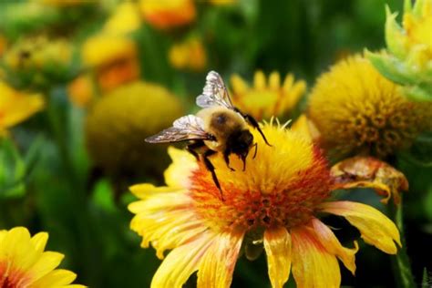 9 façons naturelles de vaincre les allergies saisonnières iPom