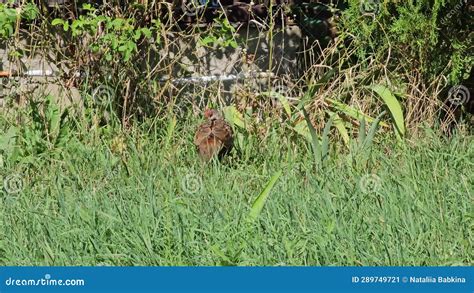 Wild Pheasants Phasianus Colchicus Moving Through The Grass Looking For