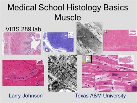 Medical School Histology Basics Muscle Youtube