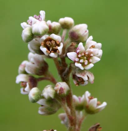 Cephalotus follicularis – Flowers – Viscum.dk