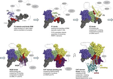 Structural Basis Of Detection And Signaling Of Dna Single Strand Breaks