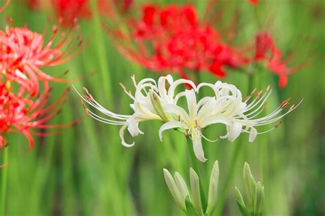 SALE96 OFF 早春の開花 初心者が植えるのに適しており 彼岸花 球根 水耕栽培または土壌栽培が可能で 5個 spoiler2