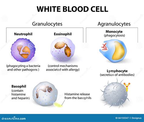 Haematopoiesis Clipart And Illustrations