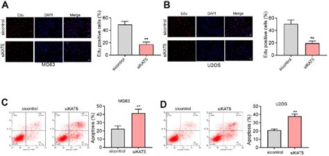 The Inhibition Of Kat Reduces Cell Proliferation And Induces Cell