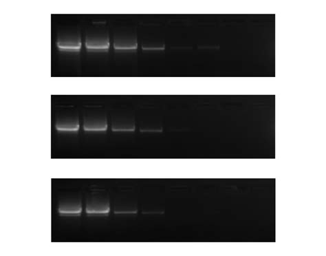 PCRBIO HS Taq Mix Novel Hot Start Technology Witec AG