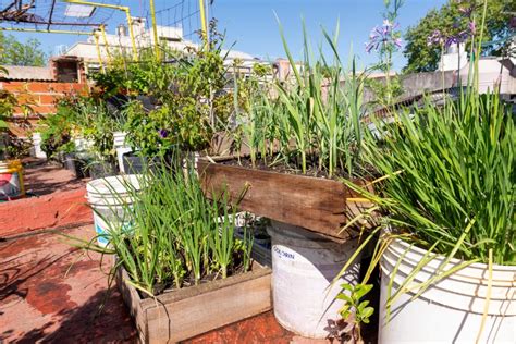 Huerta urbana ocho claves para producir alimentos todo el año El Agrario