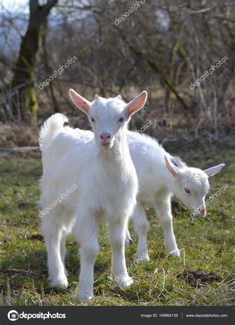 Cute baby goat — Stock Photo © adrianciurea69@yahoo.com #149964138