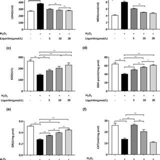 Effects of liquiritin on AMPK SIRT1 NFκB pathway in H2O2induced H9c2