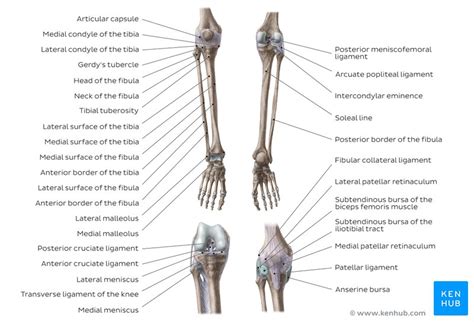 Tibia And Fibula Medical Anatomy Anatomy Bones Anatomy Hot Sex Picture