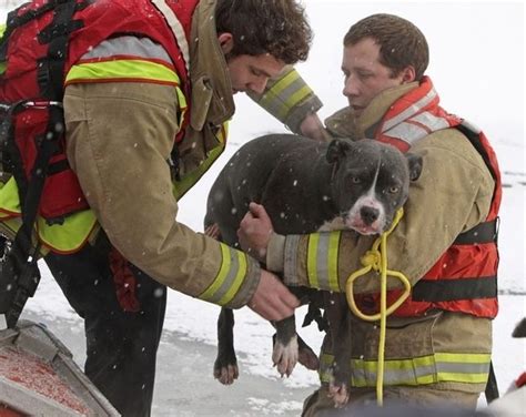 23 Lovely Photos Of Firefighters Saving Adorable Animals Animals