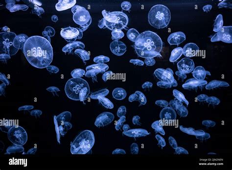 Many Moon Jellyfish Aurelia Aurita Are Seen Swimming Underwater Stock