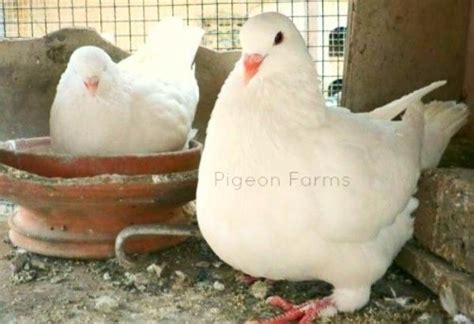 White King Pigeons For Sale Racing Pigeons For Sale Pigeon Farms