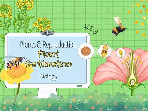 Plant Fertilisation And Reproduction Ks3 Biology 8bc 8bd Teaching