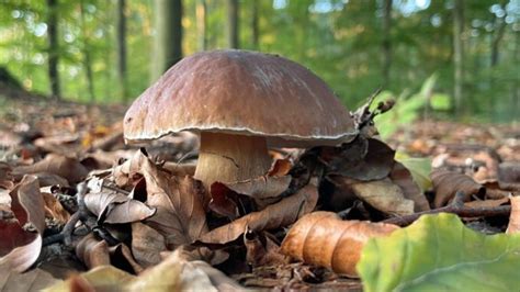 Comment Plucher Des C Pes Chasseurs De Champignons