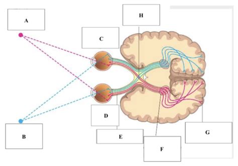 Visual And Auditory Systems Flashcards Quizlet