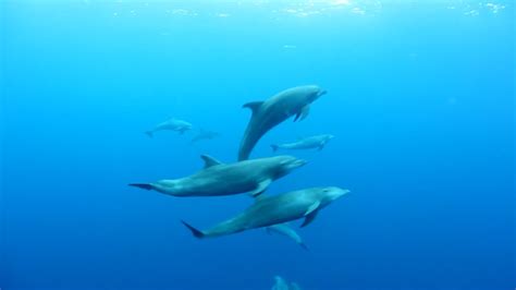 Whats Wild Bottlenose Dolphin