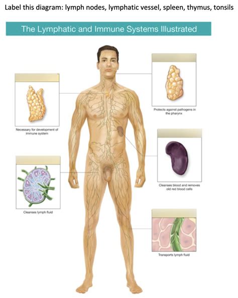 Hsc Module Lymphatic Immune Systems Diagram Quizlet