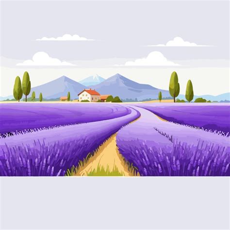 Premium Vector Lavender Fields Vector On White Background