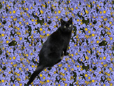 Sooty Cat Amongst The Flowers Flowers Cat Hd Wallpaper Peakpx