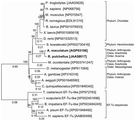 Evolutionary Relationships Of Taxa Based On The Sef Amino Acid Sequence