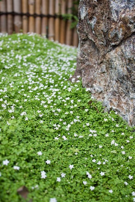 A True Carpeting Ground Cover Pratia Pedunculata Mallee Design