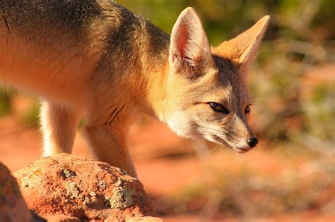 Kit Fox By Seamus Finn On 500px Fox Animals Wild Animals