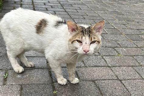 Erneute Kastrationsaktion F R Stra Enkatzen In Niedersachsen