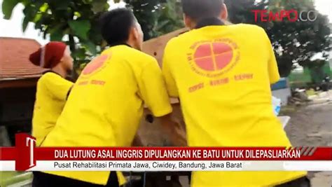 Dua Lutung Asal Inggris Dipulangkan Ke Batu Untuk Dilepasliarkan Flv