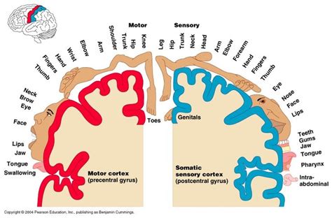 Motor and sensory homunculus | Brain mapping, Motor cortex, Cerebral cortex