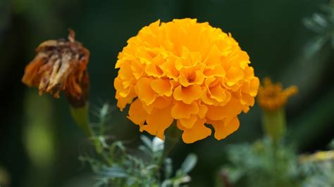 Free photo: Marigold Flower, Flowers - Free Image on Pixabay - 1090773