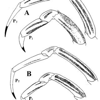 Geographic variation in spotting on the pereiopods of Thenus ...