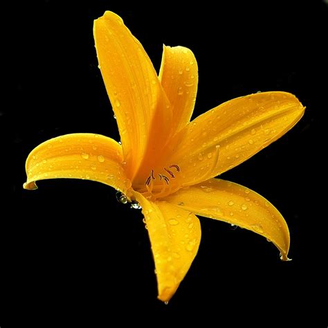 Free Images Nature Blossom Leaf Flower Petal Bloom Isolated