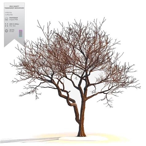 winter tree silhouette  bare branches images    freepik